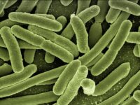 koli-bacteria-g49e7c8f70_1280